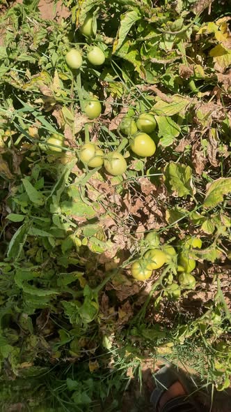 عايز حل للثمار اكثر نضوج وأكثر تلوين مع العلم الشجره مصابه بتبقع بكتيرى عمرها 110 يوم